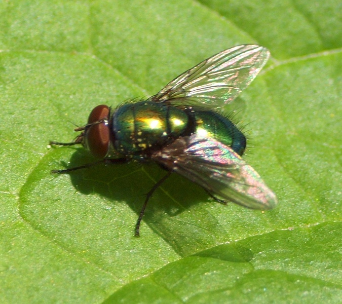 Diptera da id.